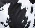 Closeup of part black and white hide of spotted cow Royalty Free Stock Photo