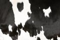 Closeup of part black and white hide of spotted cow Royalty Free Stock Photo