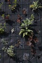 Closeup part of herbs wall