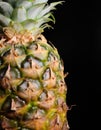 Closeup of a part of a ripe pineapple where the rosette of leaves enters the fruit