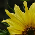 Closeup of part of yellow sunflower Royalty Free Stock Photo