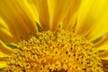 Closeup of Partial Sunflower Disc Florets and Ray Florets Royalty Free Stock Photo