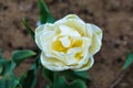 Closeup of partially open white tulip with yellow center. A beautiful tulip closeup. Royalty Free Stock Photo