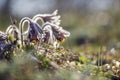 Closeup of pasque flower at sunlight in spring