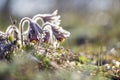 Closeup of pasque flower at sunlight in spring Royalty Free Stock Photo