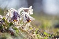 Closeup of pasque flower at sunlight in spring