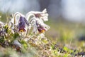 Closeup of pasque flower at sunlight in spring Royalty Free Stock Photo