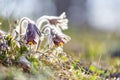 Closeup of pasque flower at sunlight in spring