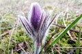 Closeup pasque flowers at sunlight in spring Royalty Free Stock Photo