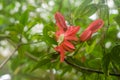 Closeup of Passiflora racemosa Royalty Free Stock Photo