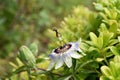 Closeup of passion fruit flower in summer garden/ Closeup and macro nature photography Royalty Free Stock Photo