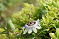 Closeup of passion fruit flower in summer garden/ Passiflora flower white and purple with green leafs background Royalty Free Stock Photo