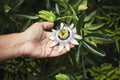 Closeup of passionflower blossom with hand - Passiflora caerulea Royalty Free Stock Photo