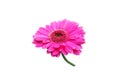 Closeup pastel magenta gerbera daisy flower blossom blooming isolated on white background for stock photo or illustration, spring Royalty Free Stock Photo