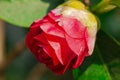 Closeup of pastel pink Camellia Japonica flowers of L.CV.Prof Filippo Parlatore Sort