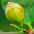 Closeup of pastel pink Camellia Japonica flowers of L.CV.Prof Filippo Parlatore Sort