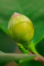 Closeup of pastel pink Camellia Japonica flowers of L.CV.Prof Filippo Parlatore Sort