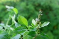 Closeup Pastel Purple Flower of Thai Basil Plant with Blurry Green Garden in Background