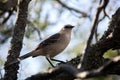 Closeup of a Patagonian mockingbird standing on a tree branch under the sunlight at daytime