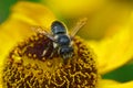 Closeup on a patchwork leafcutter bee, Megachile centuncularis on an orange Helenium autumnale Royalty Free Stock Photo