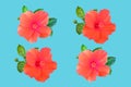 Closeup of pattern four orange red colour hibiscus flower blossom blooming isolated on cyan background, stock photo, spring summer Royalty Free Stock Photo