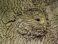 Pattern in the bark of an ancient oak tree Royalty Free Stock Photo