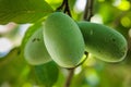 Closeup of a Pawpaw or Asimina fruit on a tree branch with leaves