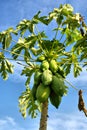 Closeup of pawpaw tree with fruits