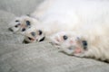 Closeup paws of sleeping Pomeranian puppy