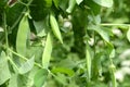 Closeup on pea plant with pods Royalty Free Stock Photo