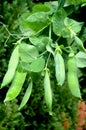 Closeup on pea plant with wet pods Royalty Free Stock Photo