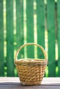 Closeup pea pods in a wicker basket on a background of a green fence in the rays of the summer sun