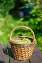 Closeup of pea pods in a wicker basket on wooden table on green trees background