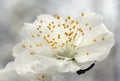 Closeup of peach blossom Royalty Free Stock Photo