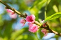 Closeup peach blossom blooming on branch Royalty Free Stock Photo