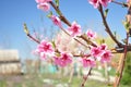 Closeup of peach blossoms flower in spring garden. Beautiful pink flowers Royalty Free Stock Photo