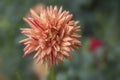 Closeup of peach colored Dahlia bloom and red stripes