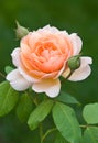 Peach colored rose - Rosa Grace