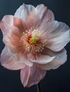 Closeup of a peach flower with yellow center in the rose family Royalty Free Stock Photo