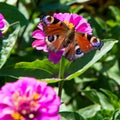 Peacock butterfly, aglais io, european peacock butterfly on pink dahlia flower Royalty Free Stock Photo