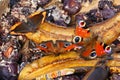 Closeup of serval different butterflies feeding from rotten fruits