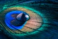 Closeup of peacock eye feather with water drops in vivid colors Royalty Free Stock Photo