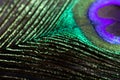 Closeup peacock feather