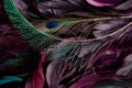 Closeup of peacock feathers, Pavo cristatus, gorgeous soft background