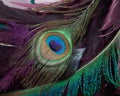 Closeup of peacock feathers, Pavo cristatus, gorgeous soft background