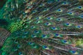 Closeup of peacock feathers under sunlight with a blurry background Royalty Free Stock Photo