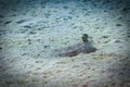 Closeup of a Peacock Flounder Royalty Free Stock Photo