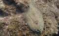 Closeup of a Peacock Flounder Bothus mancus Royalty Free Stock Photo