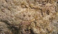 Closeup of a Peacock Flounder Bothus mancus Royalty Free Stock Photo