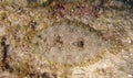 Closeup of a Peacock Flounder Bothus mancus Royalty Free Stock Photo